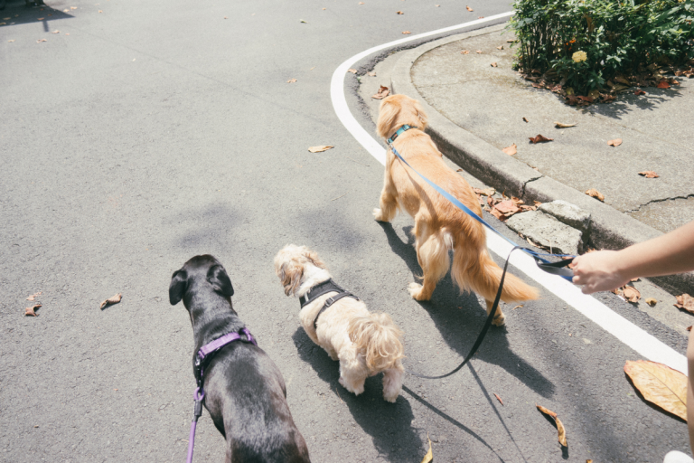 three different dogs being walked